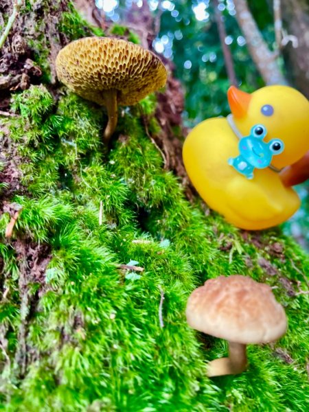 山野中的小精靈🧚‍♂️2289745