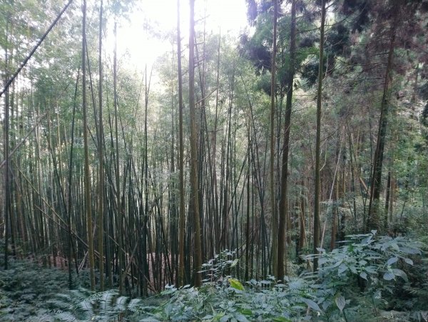 溪頭 南鳳凰山 天文台 神木O型 869817