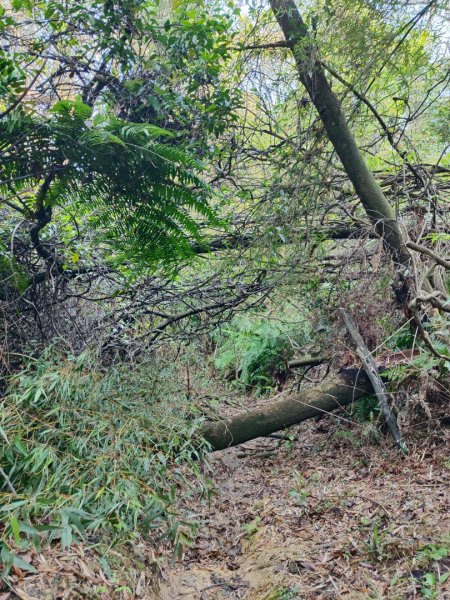 新山夢湖-友蚋山-友蚋南峰-五指山古道2755376