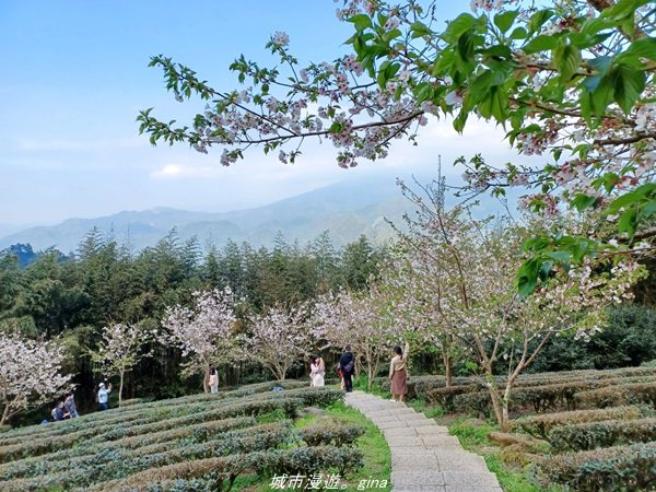 【新竹。五峰】  悠遊山林。 小百岳集起來。 編號31小百岳~鵝公髻山步道x山上人家1652441