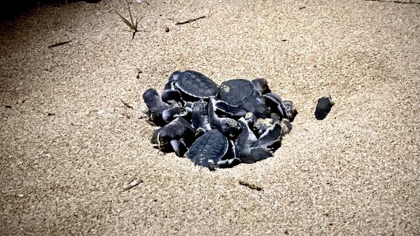【保育】澎湖望安綠蠵龜棲地保育區 喜迎86隻小海龜誕生