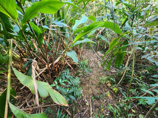 20250404雙十縱走失敗撤退改走蝙蝠山2892562