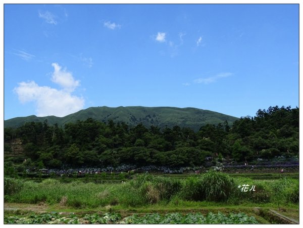 竹子湖/頂湖環狀步道986699