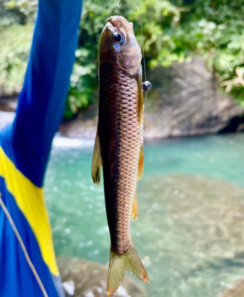 烏來加九寮溪-卡拉莫基清幽小秘境/釣魚💙2593698