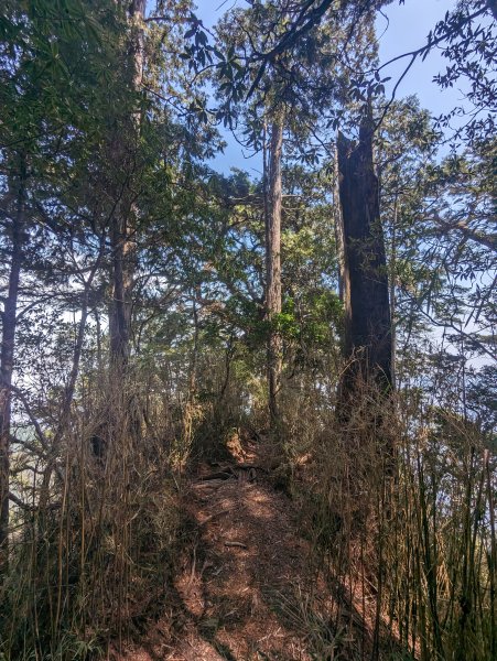 廢棄的伐木時期聚落「巒安堂」。陡下膝軟的「西巒大山」2137104