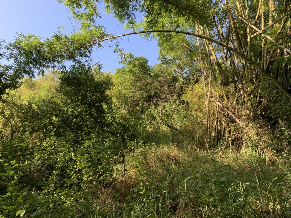 20251115台南南庄山2938066