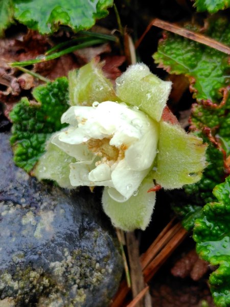 稍來小雪山國家步道、船型山、鞍馬山、鞍馬山東北峰、天池、雪山神木2799766