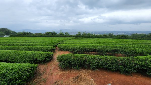 桃園金面山，金山面山，五酒桶山，南崁山，山鼻山，營盤坑古道，乳姑山，平遍山，赤柯山縱走東獅頭山1832083