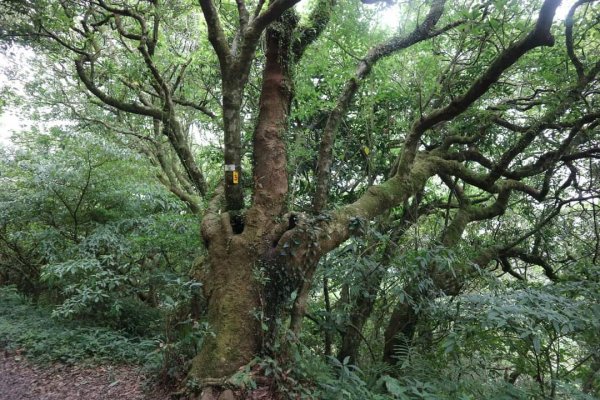 〔陽明山 〕面天山 向天山 向天池 二子坪步道。火山口湖 獨特生物蚌蟲 向天蝦（豐年蝦）2235351