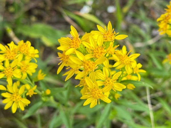 觀霧-檜山巨木群步道2925539