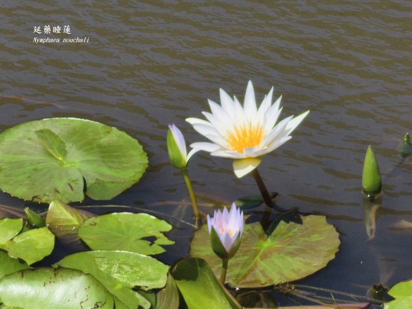 [百山百鳥尋旅-11/15] 2025_0927 大屯主峰-連峰步道_二子坪步道2899544