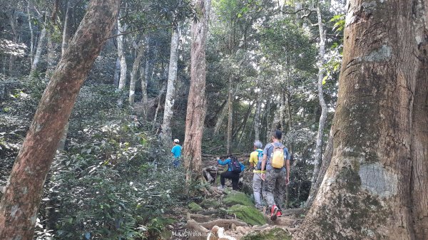 《新竹》斷崖神木｜北得拉曼步道小P繞202510172917491