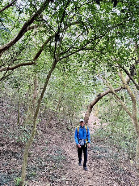 大漢林道登山趣(力里山.具馬奴山.崁頭窩山)  2026.3.283028032