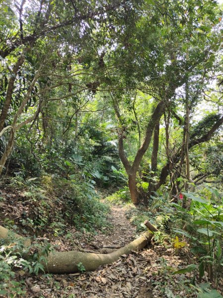 2024.03.17 竹東三山連走2900086