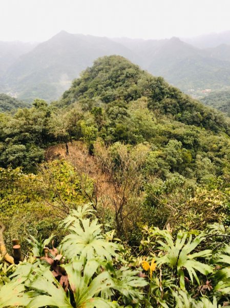 整理往平溪峰頭尖的山路2834681