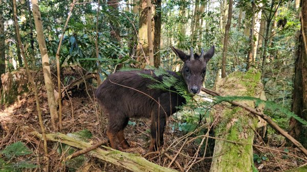 20251212稍來山賞楓2982010