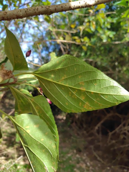 恆春大縱走連走白沙彌山出呆風草原2991455