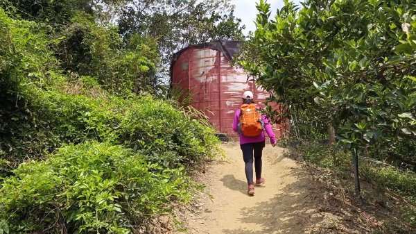 (姨婆趴趴走)第三集:台中新田登山步道、聚興山、大胡山環狀縱走2104976