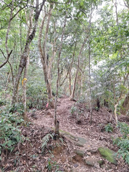 樟之細路RSA45(協雲宮至沖庫山來回)+和興山202501312702850