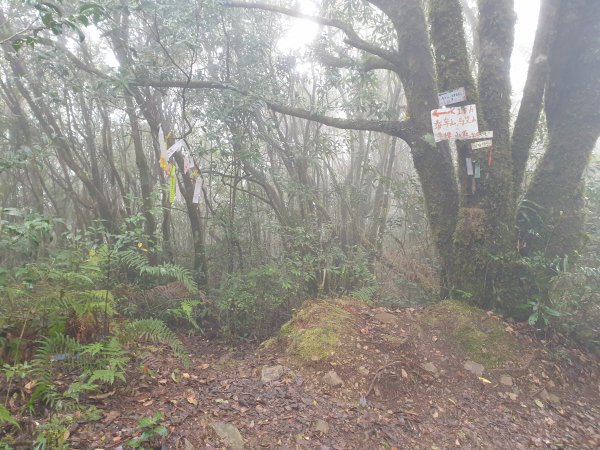 李崠山馬望僧侶山O型+烏來山1583425