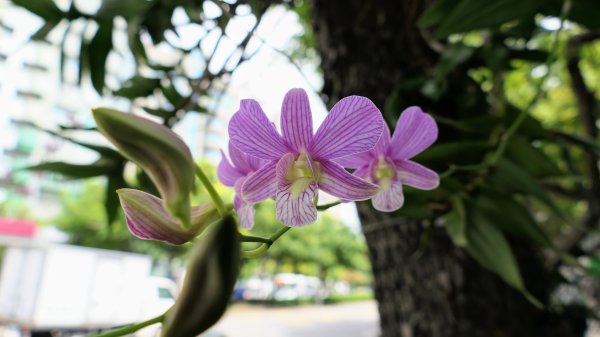 台灣欒樹,淡水紅樹林2605662