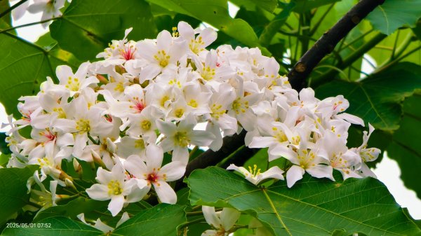 翡翠水庫壩頂 #火燒雲雲海 #日出雲海 #鱷魚島 #藍腹鷴 4/292773806