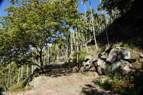 嘉義 大埔 馬頭山1624502