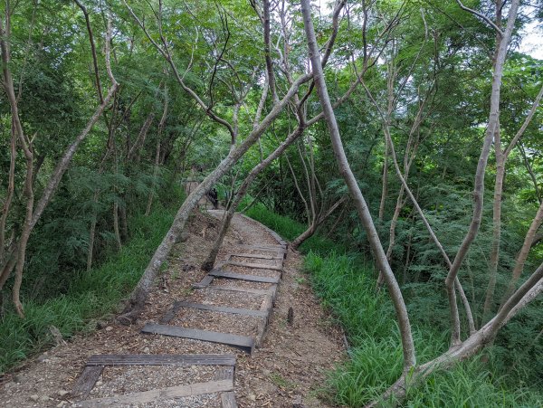 台東鯉魚山步道1526190