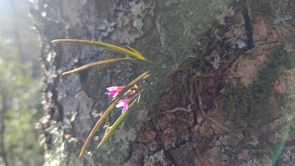 北坑山大板根東洗水山盡尾山東北峰2701739
