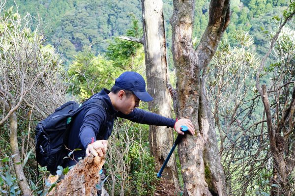 新竹關西鎮 水田林道之貴妃&那結山連走1539694