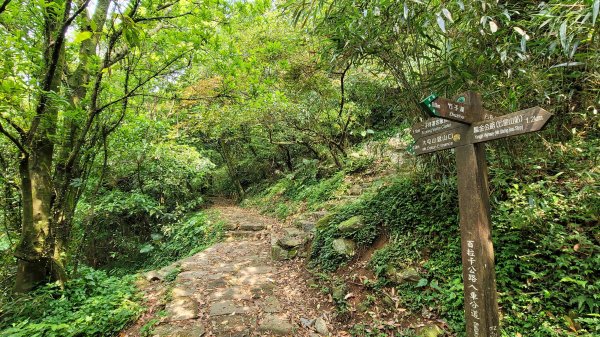 百拉卡公路人車分道菜公坑山賞花趣2120326