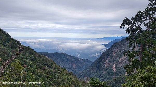 114.11.28-29 雙龍林道~巒安堂~西巒大山2954861