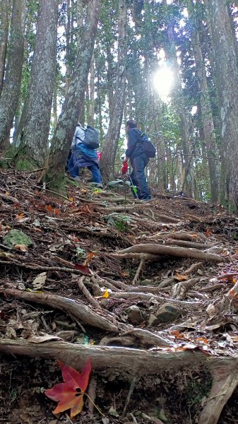 迷霧森林的羅山林道北線、油羅山 H1764m (巧遇野孩子小樂)1531401