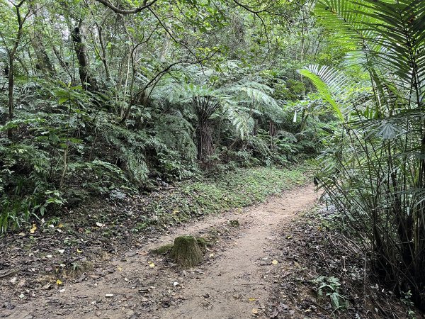 [微笑山線_第一段] 2025_0720 大棟山系_青龍嶺2843476