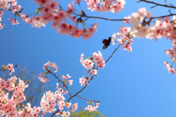 拉拉山的櫻花286525