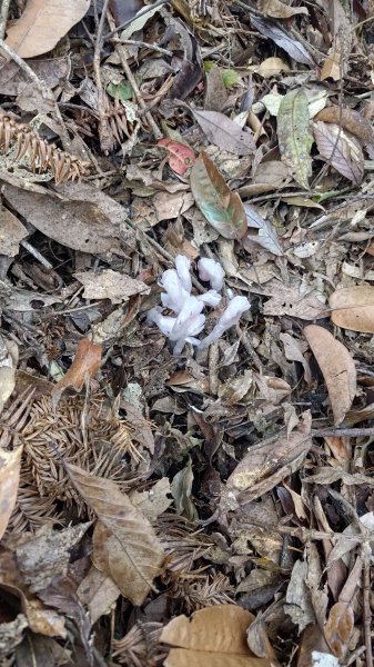 溪頭鳳凰山2759190