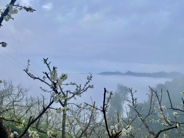 洗水山北峰.細道邦山(南峰)輕鬆撿--雲海花海看飽看滿   2022/2/101606993