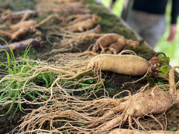 張家界寶峰湖與大峽谷玻璃橋2782493