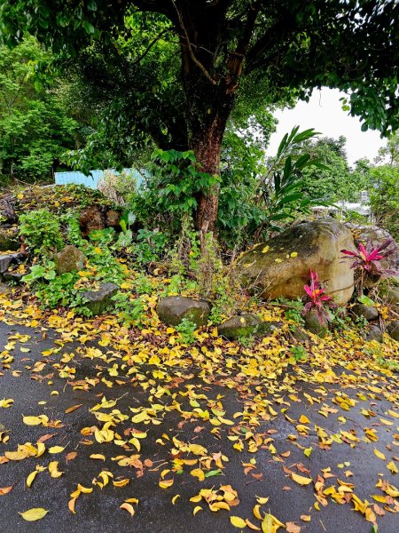 2026年臺北大縱走第七段：世界山莊至飛龍步道政大後山3032032