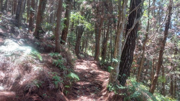 馬崙山三刷 三年了水晶蘭人生初相見1739588