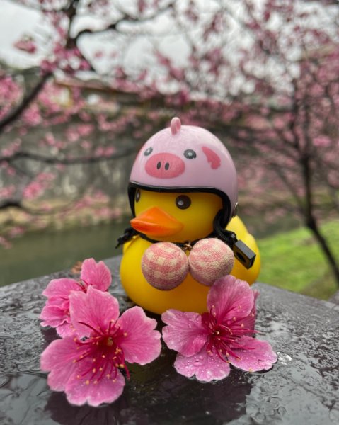 雙湖賞櫻🌸2709166