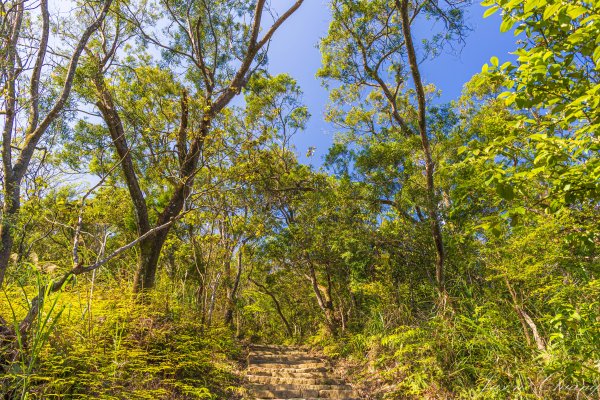 [台北]大崙頭山、碧山巖、忠勇山2746153