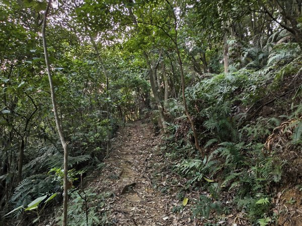 [百山百鳥尋旅-13/15] 2025_0929 圓覺寺步道2900788