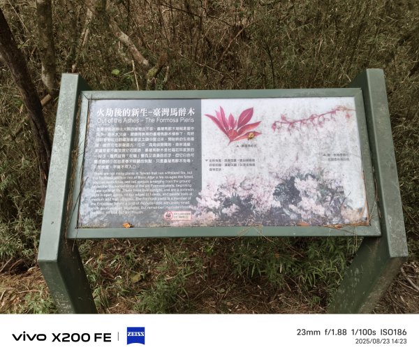 [玉山尋寶任務-05/12] 2025_0823 塔塔加步道(大鐵杉登山步道)2869653