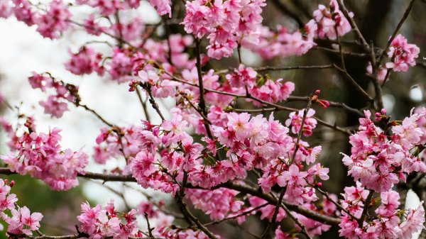 《蘭陵王・林口櫻花》2715966