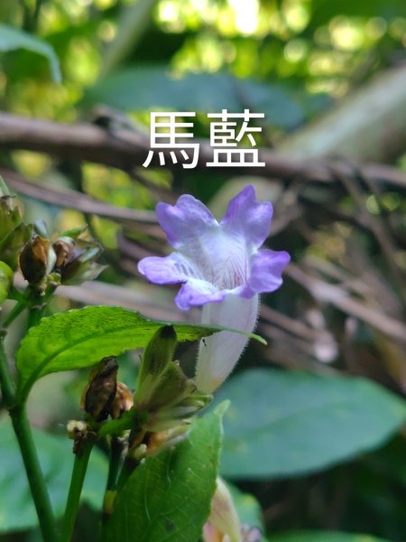 唐麻丹山 蝴蝶谷2918864