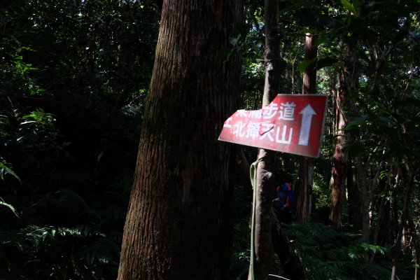 桃園復興區  東卡O縱2823821