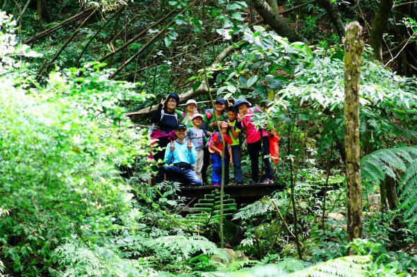 燦光寮古道與黃金三稜554292