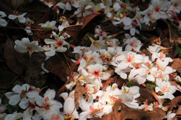 桐花飄雪落 大艽芎古道 20180430322663