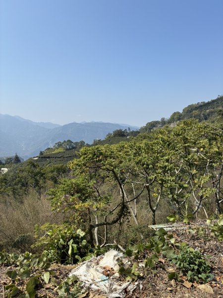 20260322[公車]石壁山&嘉南雲峰3019909